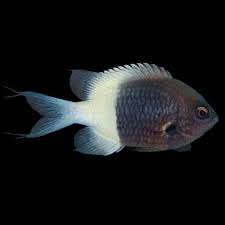 CHROMIS HALF HALF