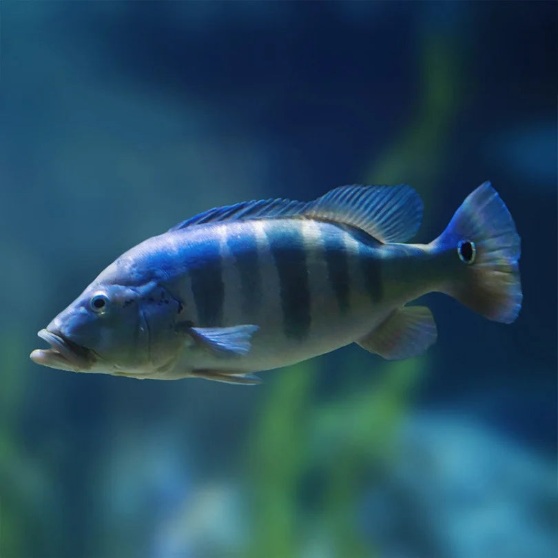 CICHLA AZUL