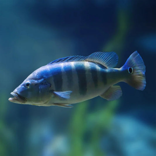 CICHLA AZUL