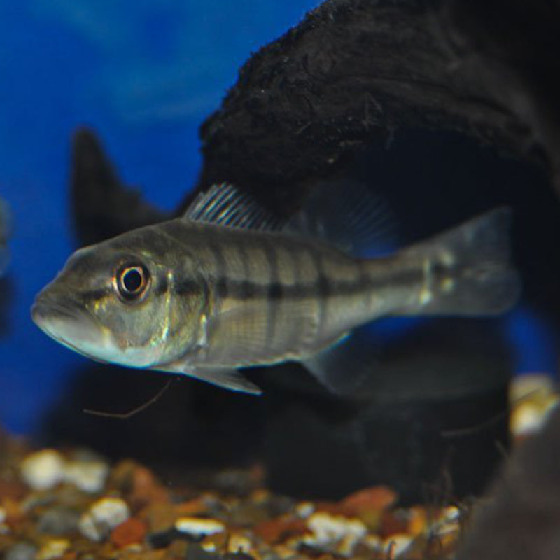 CICHLA MELANIAE CICHLID