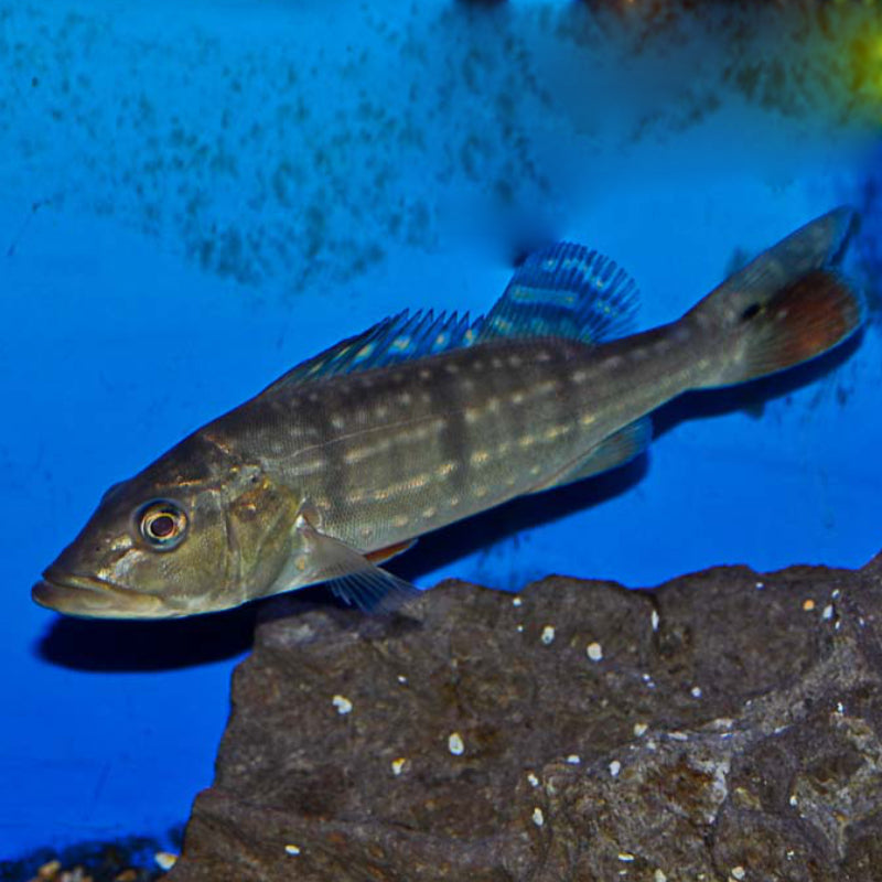 CICHLA TEMENSIS CICHLID