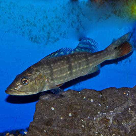 CICHLA TEMENSIS