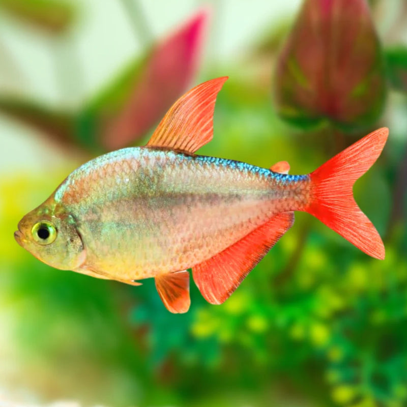 COLOMBIA TETRA