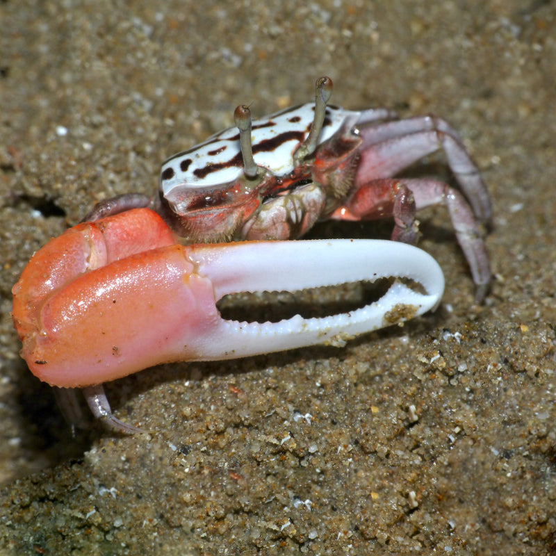 COMMANDO CRAB ( MALE )
