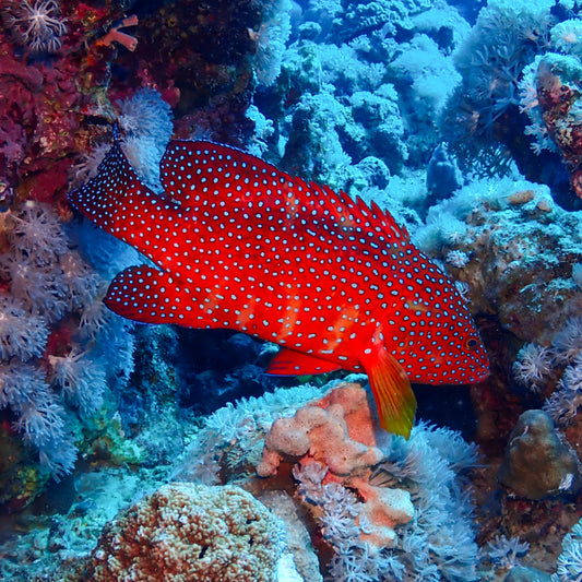 CORAL GROUPER