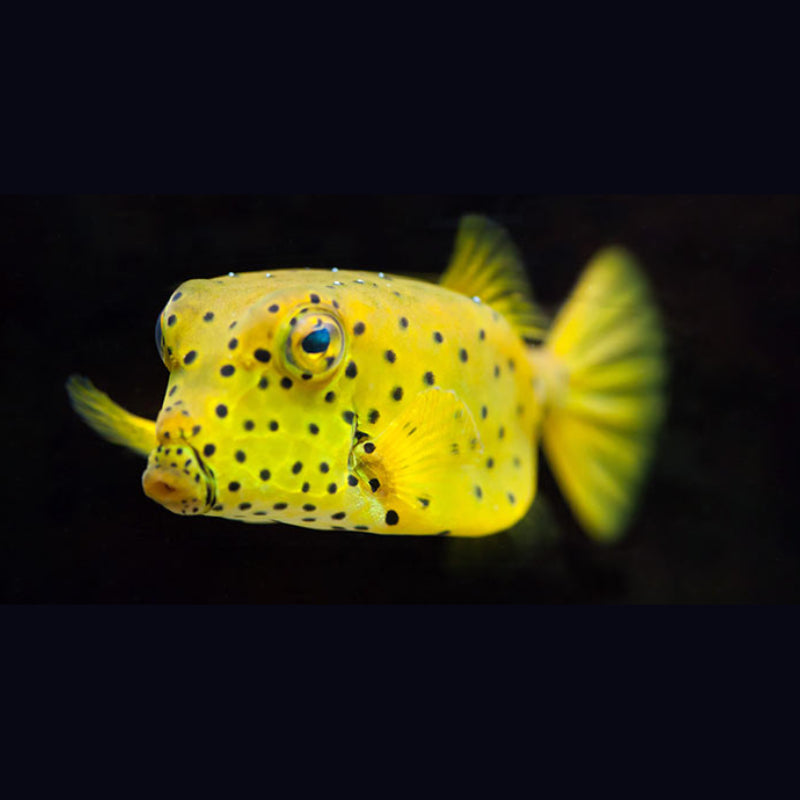 CUBICUS BOXFISH