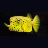 CUBICUS BOXFISH