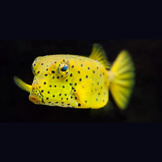 CUBICUS BOXFISH