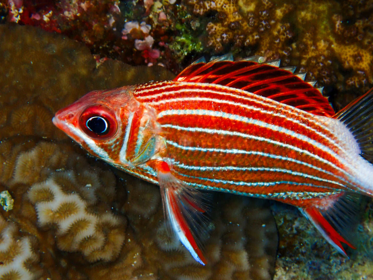 CANDY CANE SQUIRRELFISH
