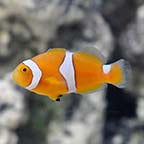 PERCULA CLOWN CAPTIVE BREAD