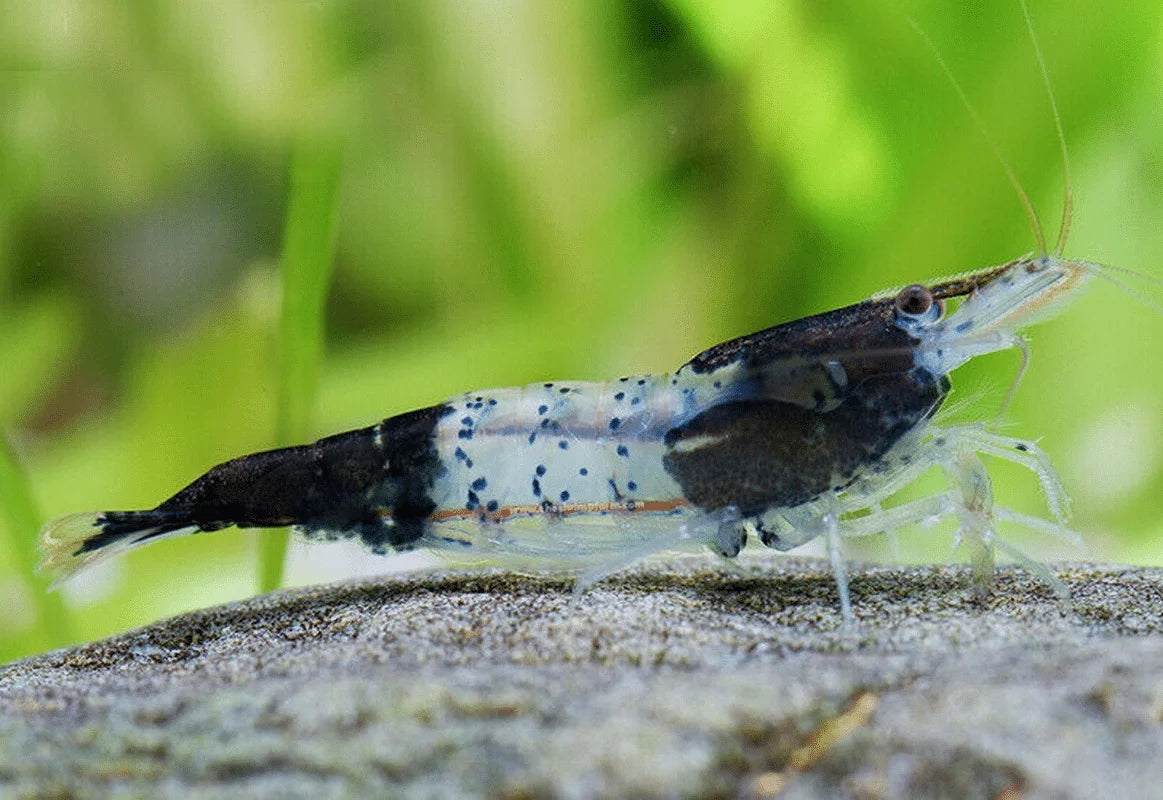 BLACK RILLI SHRIMP