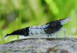 BLACK RILLI SHRIMP