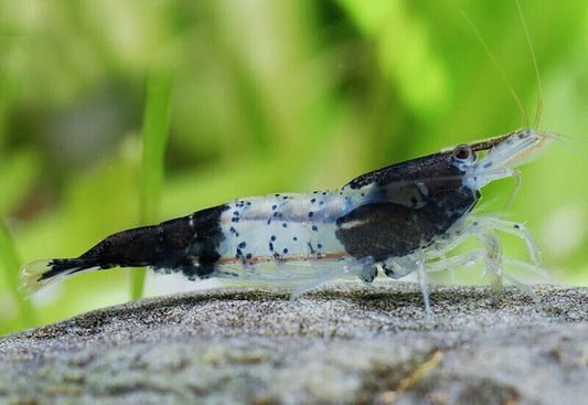 BLACK RILLI SHRIMP