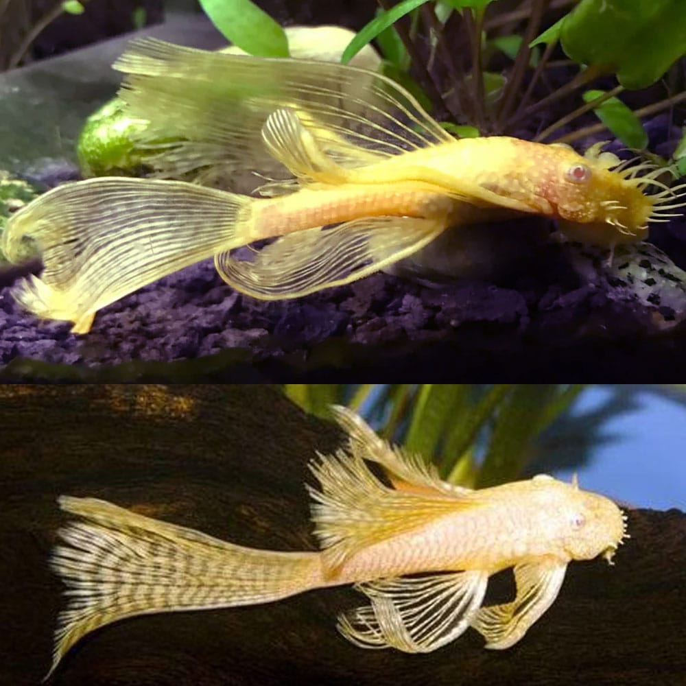 BIG-FIN BRISTLENOSE GOLDEN LONGFIN PLECOSTOMUS