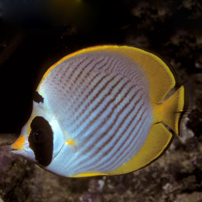 PHILIPPHINE BUTTERFLYFISH