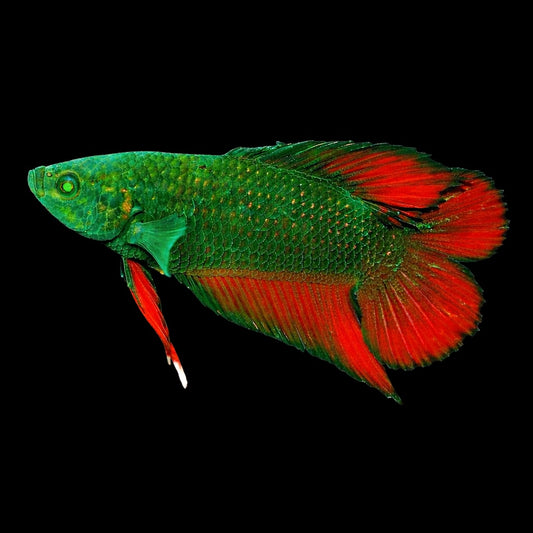 Emerald Eye Phantom Betta