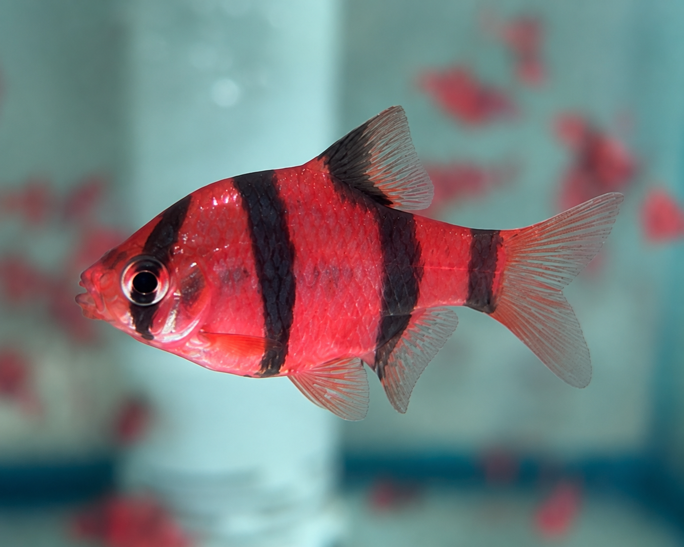 RED TIGER BARB