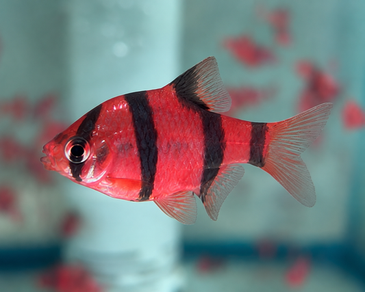 RED TIGER BARB
