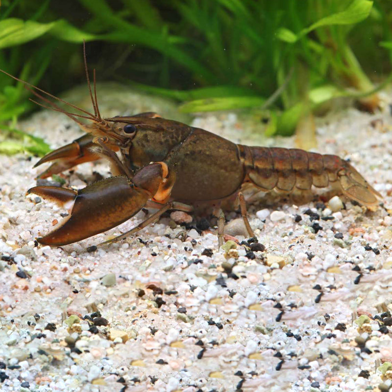 CRAYFISH PAPUA ASSORTED