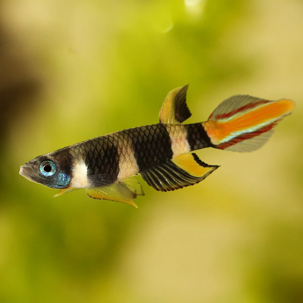 CLOWN KILLIE / ROCKET FISH