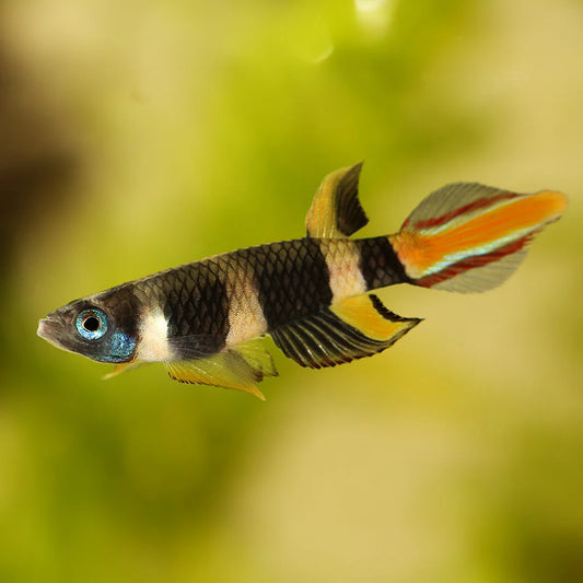 CLOWN KILLIE / ROCKET FISH