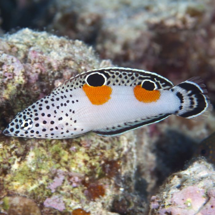 CLOWN CORIS WRASSE