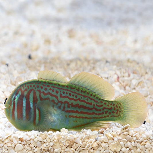 GREEN CLOWN GOBY