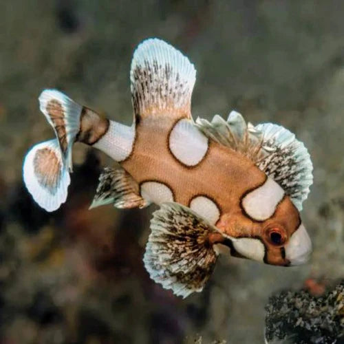 SPOTTED CLOWN SWEETLIPS