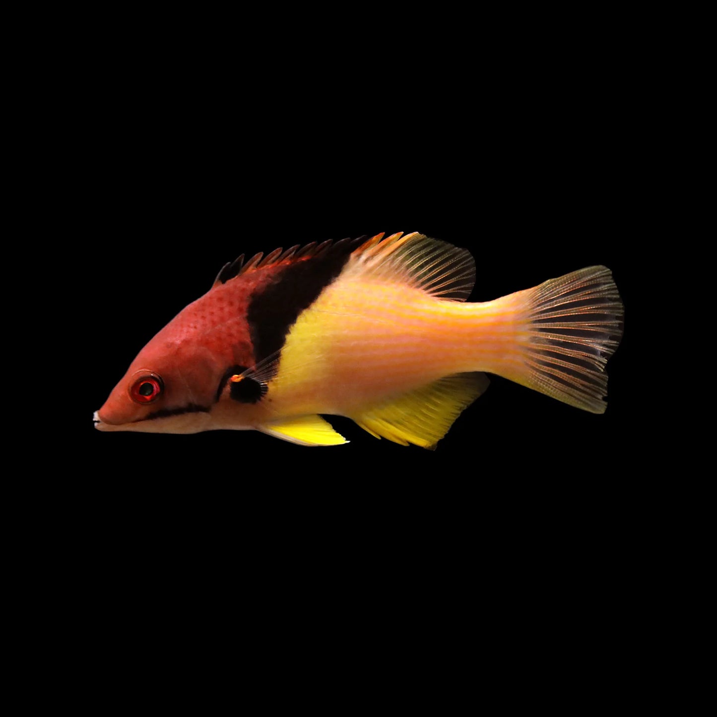 CORAL HOGFISH