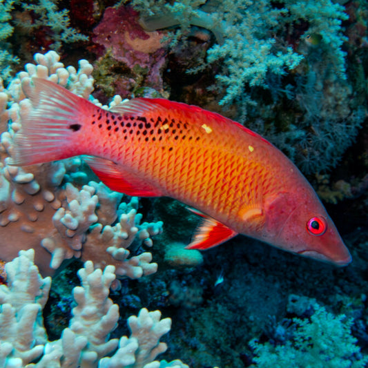 DIANA HOGFISH