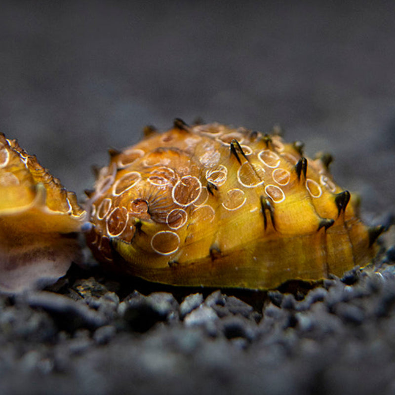 DON KING SNAIL