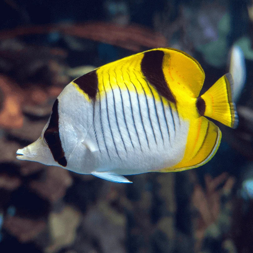 DOUBLE-SADDLE BUTTERFLY