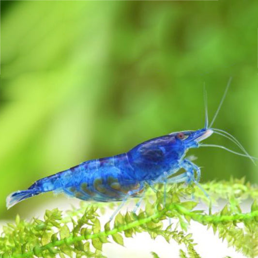 DREAM BLUE SHRIMP