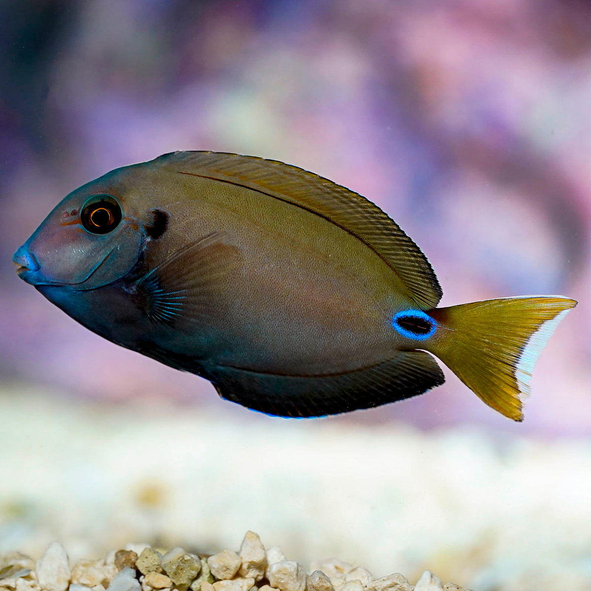LIEUTENANT TANG FISH