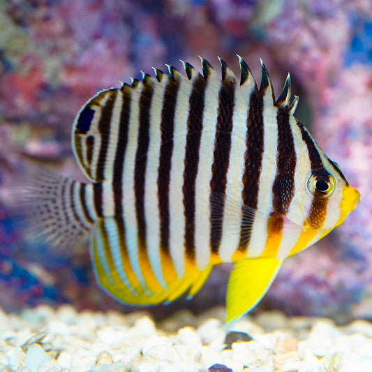 MULTIBAR ANGELFISH