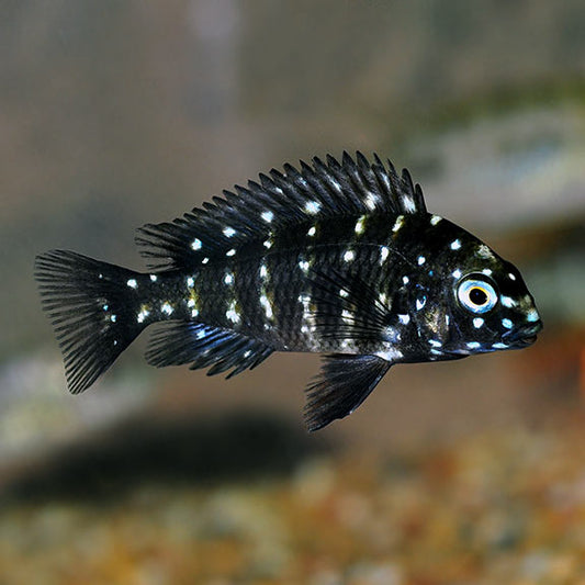 DUBOISI TROPHEUS