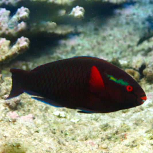 DUSKY/SWARTHY PARROTFISH