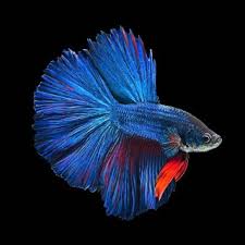 Delta Betta