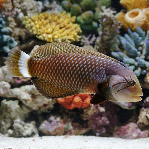 DRAGON WRASSE