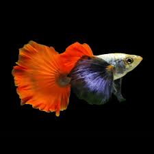 KOI DUMBO EAR REDTAIL GUPPY PAIR