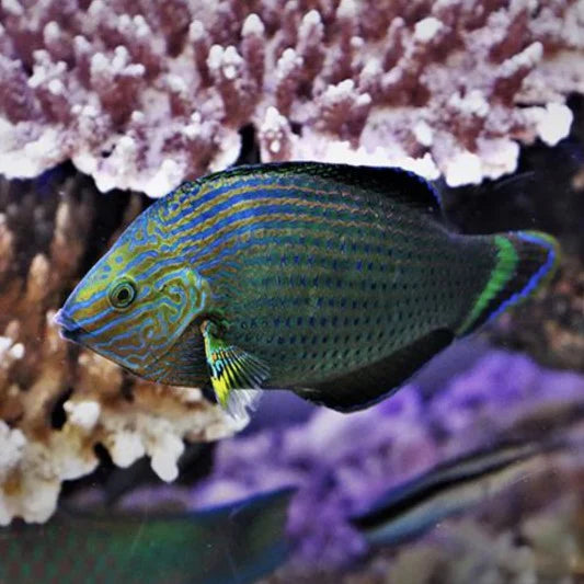 DUSKY WRASSE - Red Sea