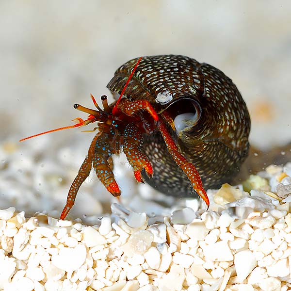 DWARF RED TIP LEG HERMIT CRAB