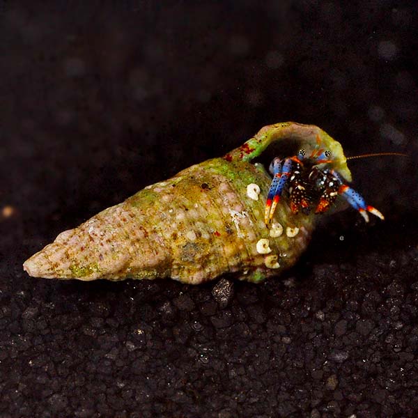DWARF BLUE LEG HERMIT CRAB TINY