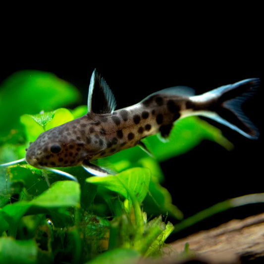 CUCKOO CATFISH