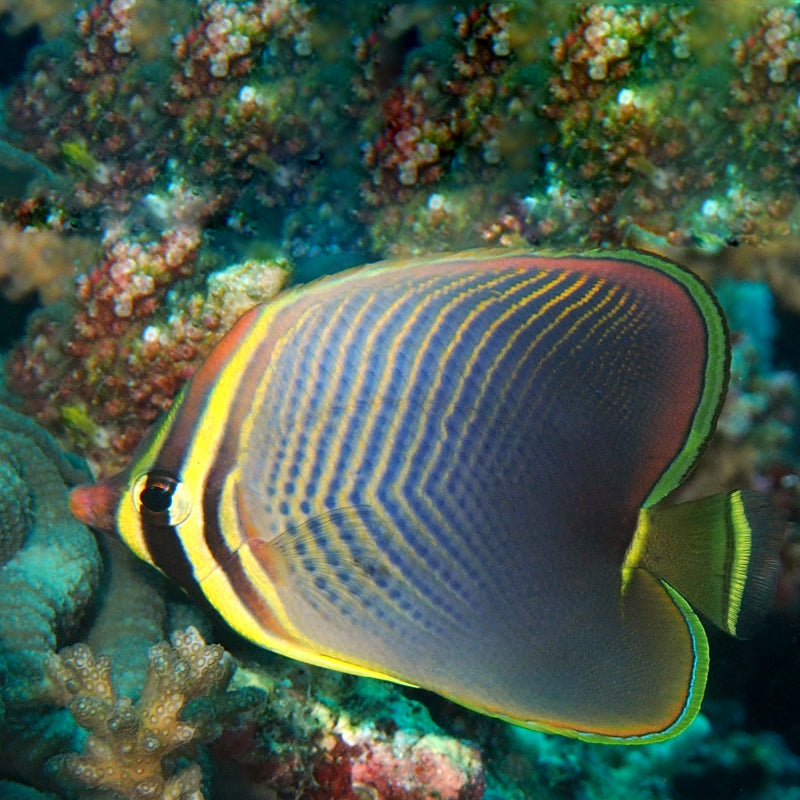 EASTERN TRIANGULAR BUTTERFLY