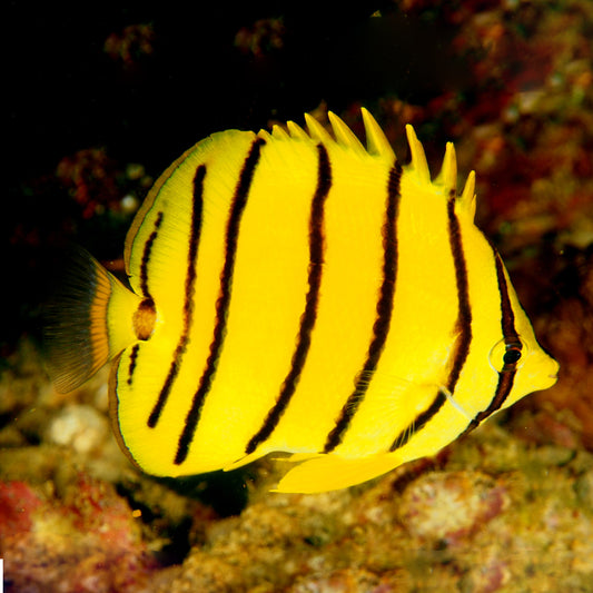EIGHT-BAND BUTTERFLY