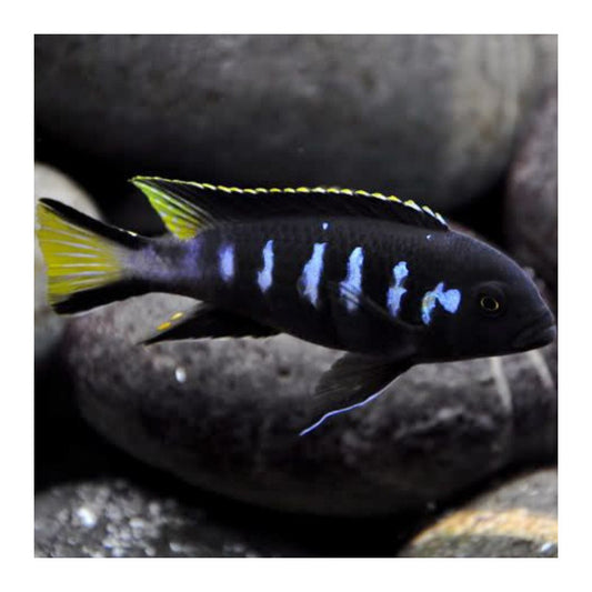 ELONGATUS JEWEL SPOT