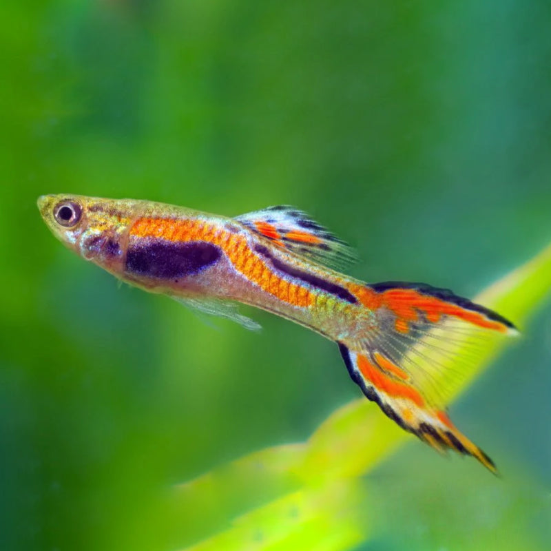 ENDLER ASSORTED MALE