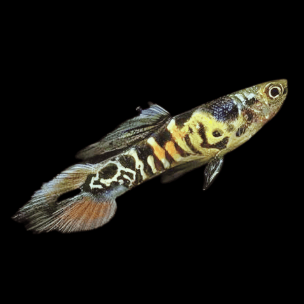 ENDLER TIGER MALE GUPPY