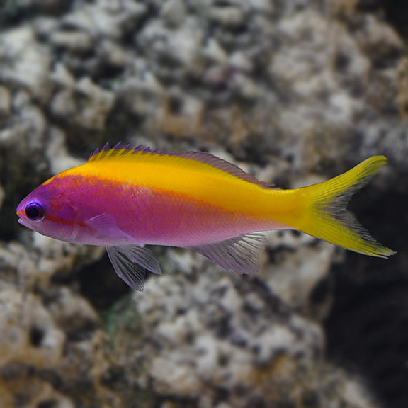 EVANCI ANTHIAS